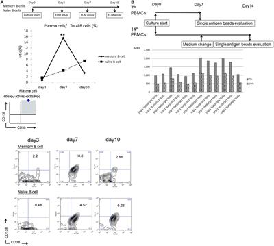 Evaluation of Antigen-Specific IgM and IgG Production during an In Vitro Peripheral Blood Mononuclear Cell Culture Assay
